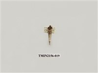 藏品(臺美波紋蛾)的圖片